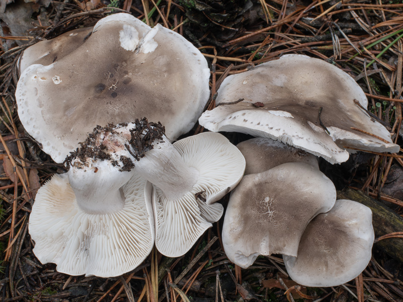 Tricholoma sudum